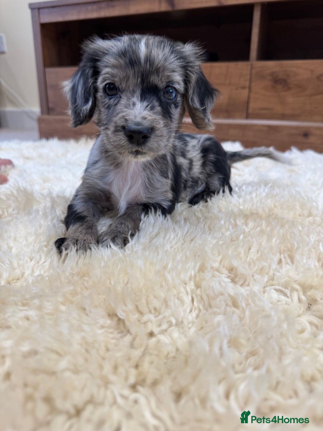 Merle adults Puppies for sale Pets4Homes