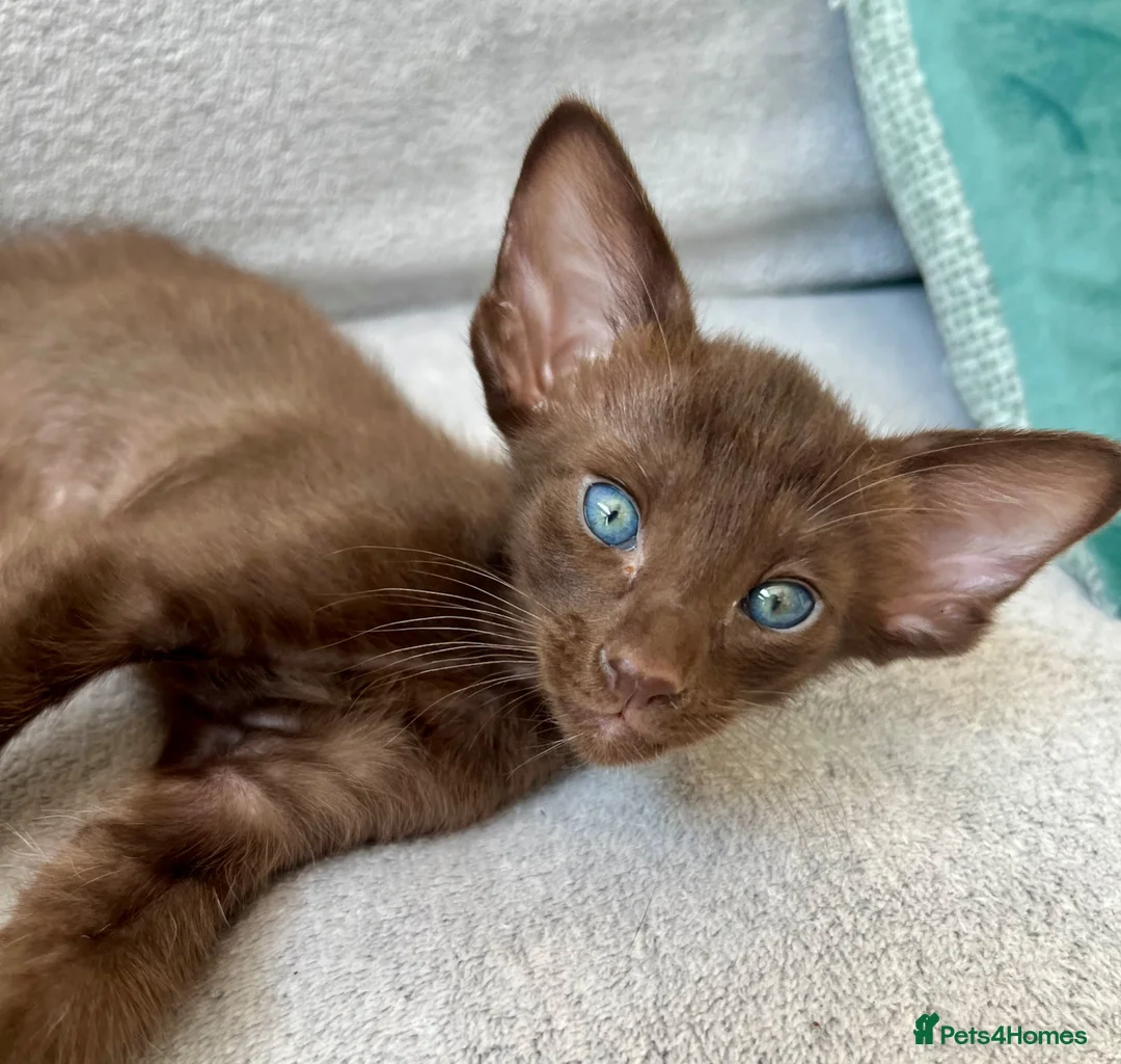Havana Brown cats for sale: Exclusive Pedigree Havana Brown Kittens GCCF reg - Advert 2