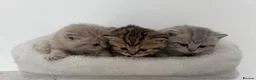 British Shorthair cats for sale: british shorthair kittens  - Advert 22