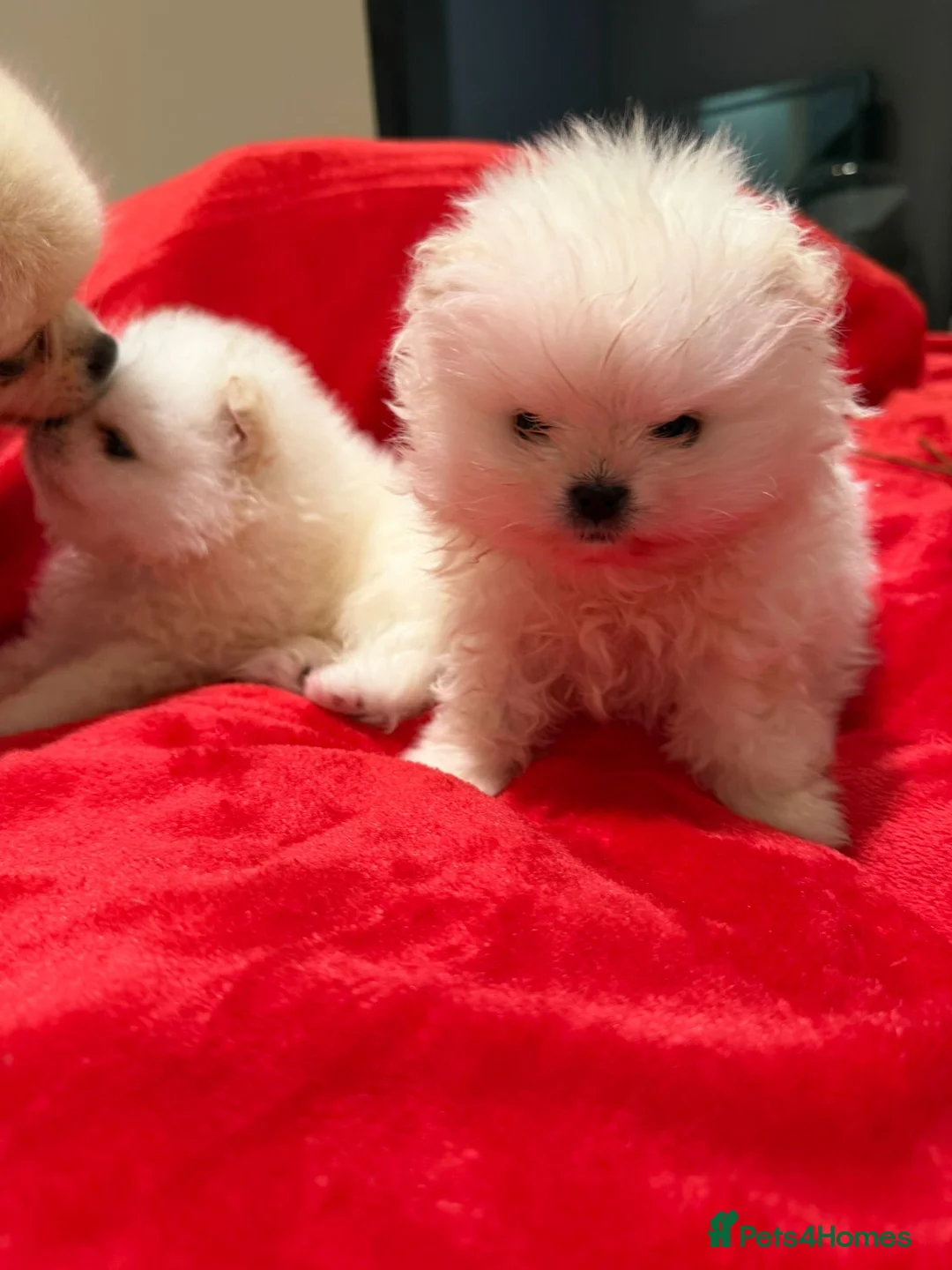Pomeranian dogs for sale: 2 mini Pomeranian boys for sale  - Advert 6