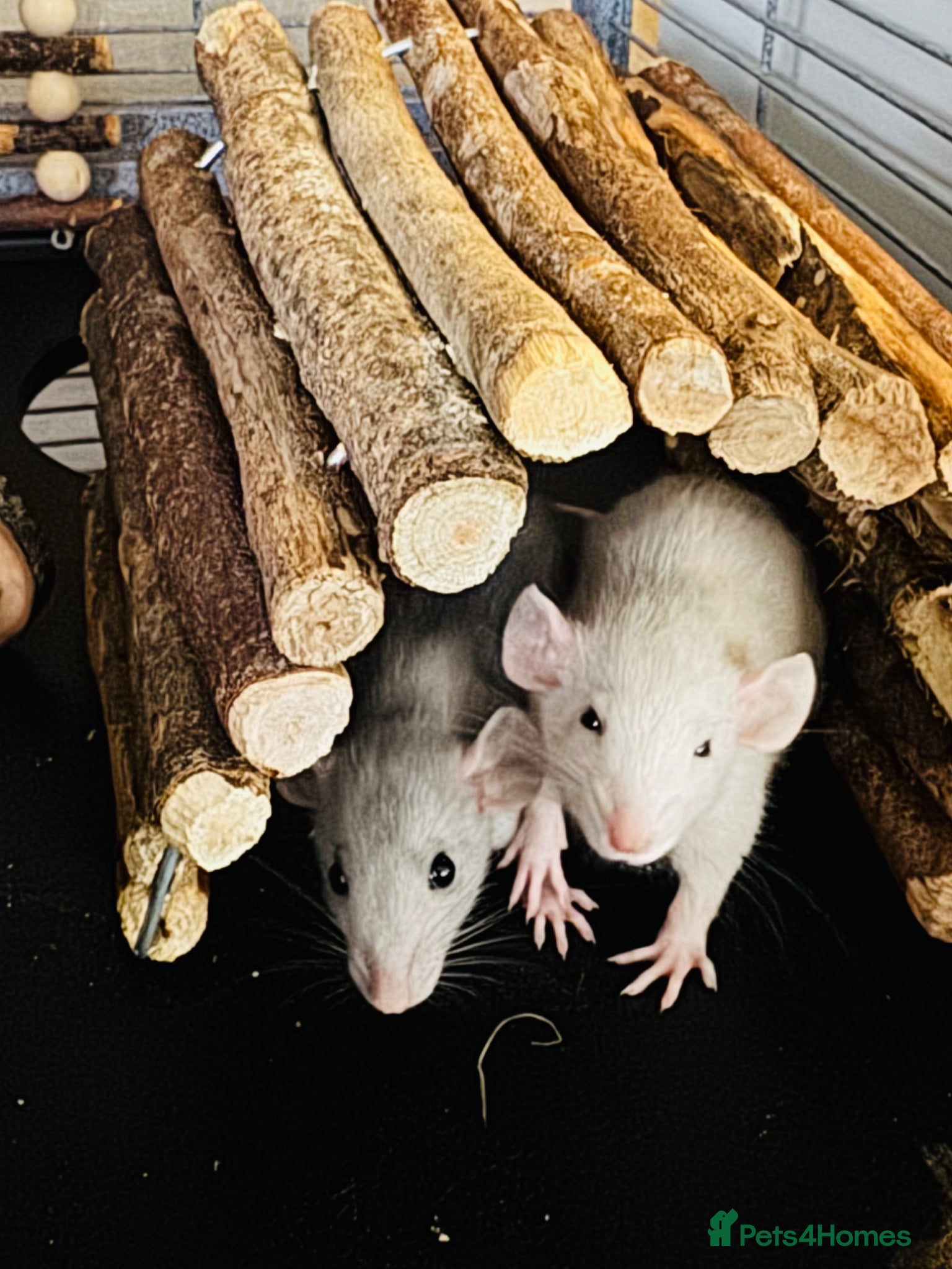 Rat rodents Pair of Male Dumbo Rats  - Advert 1