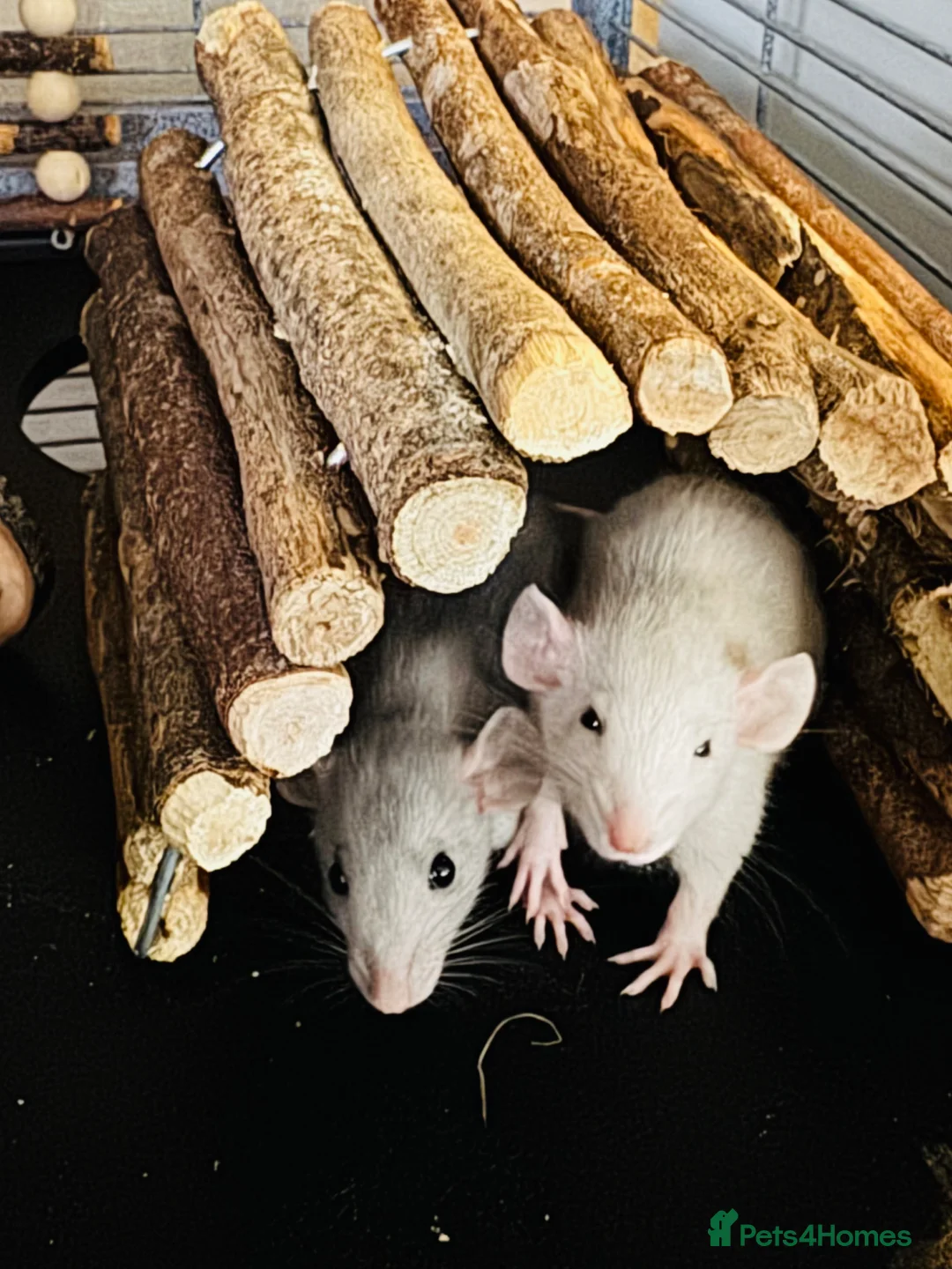 Rat rodents for sale: Pair of Male Dumbo Rats  in Witham - Advert 1