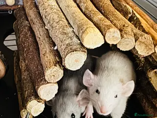 Rat rodents Pair of Male Dumbo Rats - Advert 1