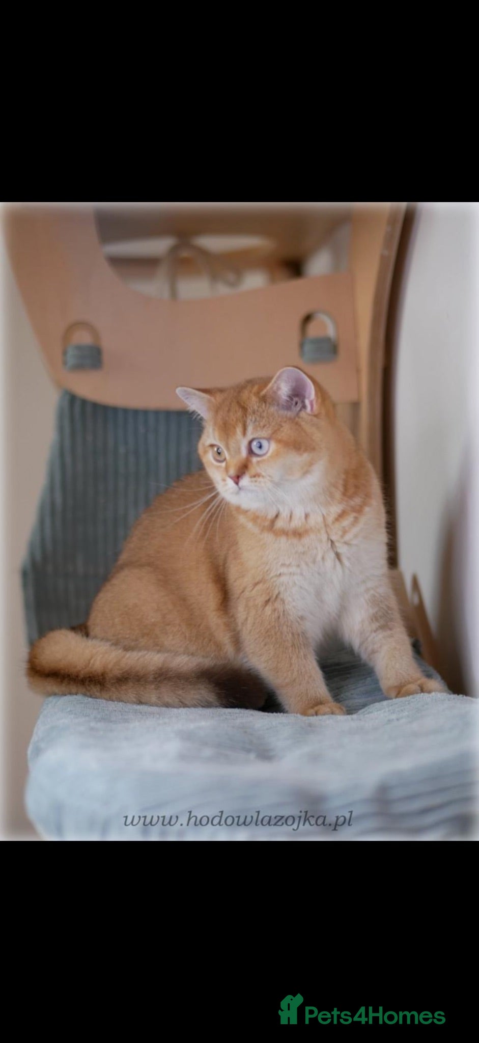 British Shorthair cats Chocolate golden odd eye import stud  - Advert 24