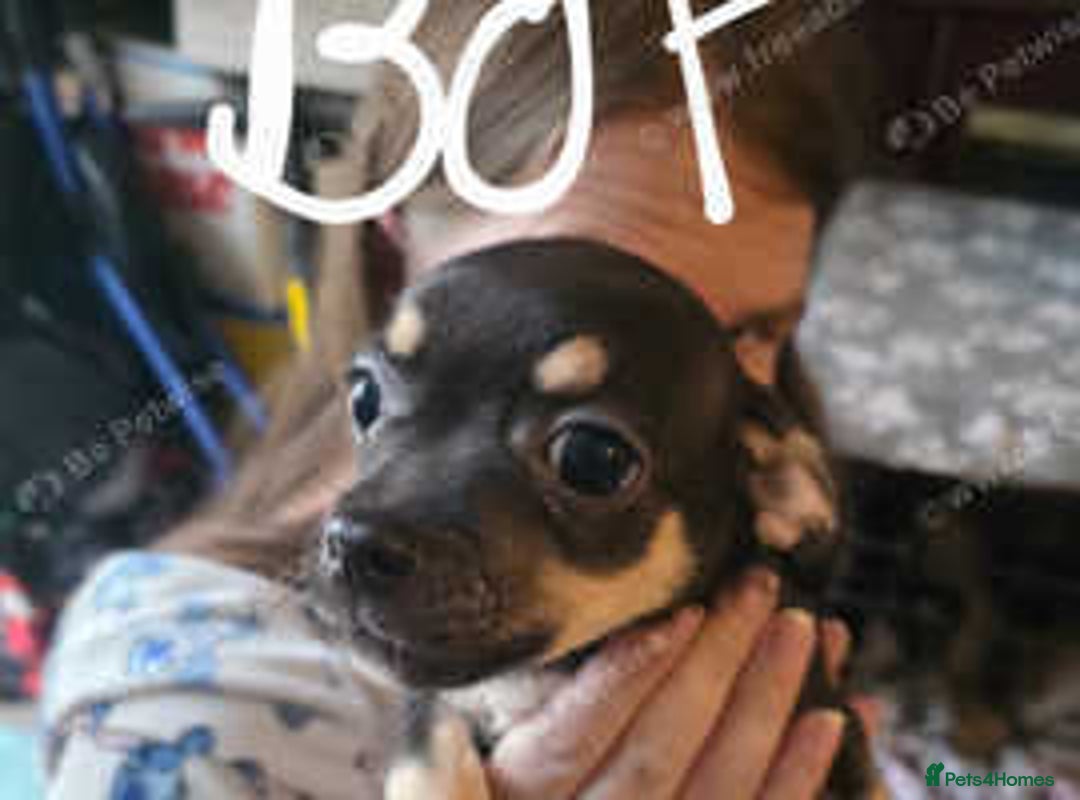 Mixed Breed dogs for sale: Chihuahua x Pug puppies  - Image 4