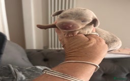 Miniature Dachshund dogs for sale: Tiny chocolate and  dapple puppy’s  - Image 11