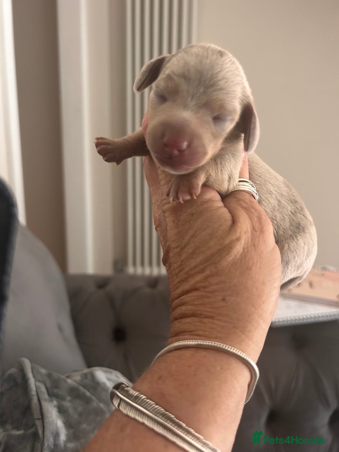 Miniature Dachshund dogs for sale: Tiny chocolate and  dapple puppy’s  - Image 11