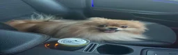 Pomeranian dogs for sale: Beautiful champion-line Pomeranian puppies 🩷🐶💙 - Advert 11