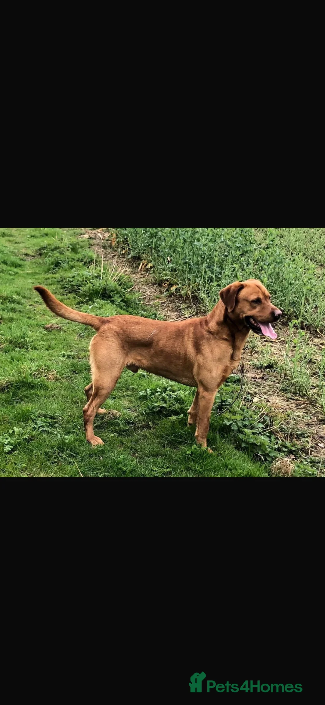 Labrador Retriever dogs for sale: Working bred lab puppies  in Ipswich - Advert 2