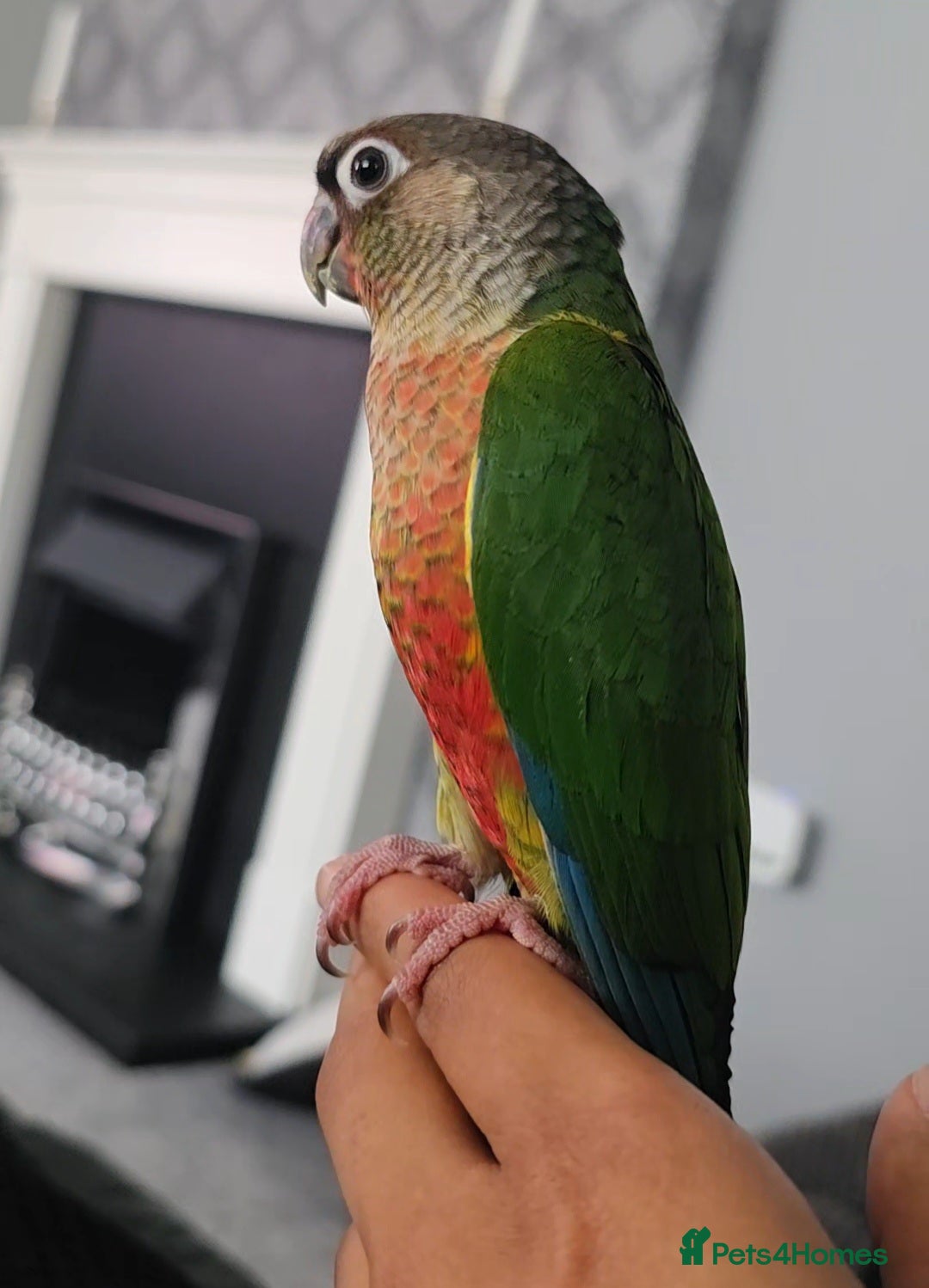 Parrots birds for sale: Handreared Baby Green Cheek Tame Conures  - Image 5
