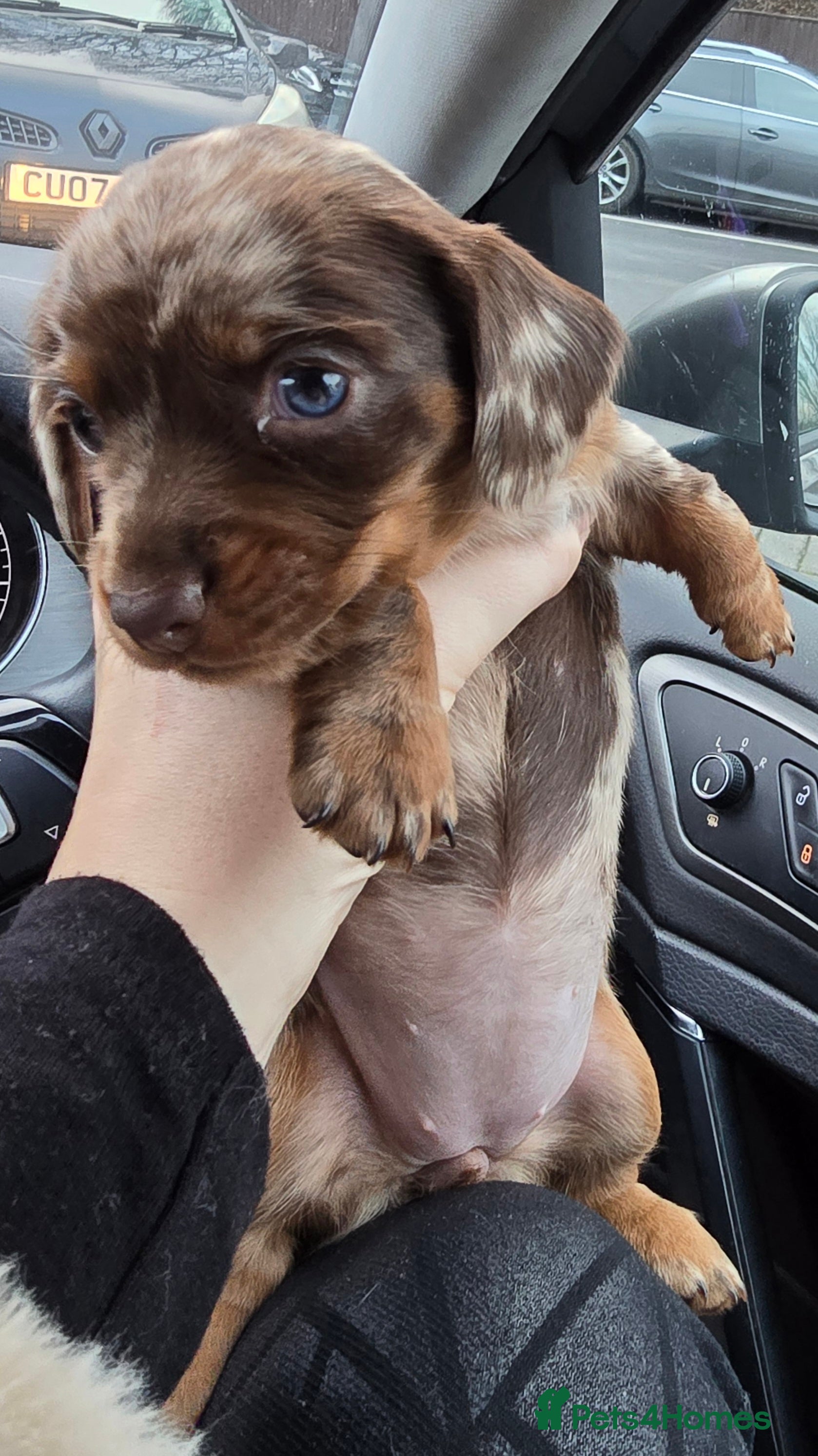 Miniature Dachshund dogs 1 female chocolate dapple mini dachshund left - Advert 12