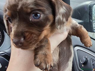 Miniature Dachshund dogs 1 female chocolate dapple mini dachshund left - Advert 12