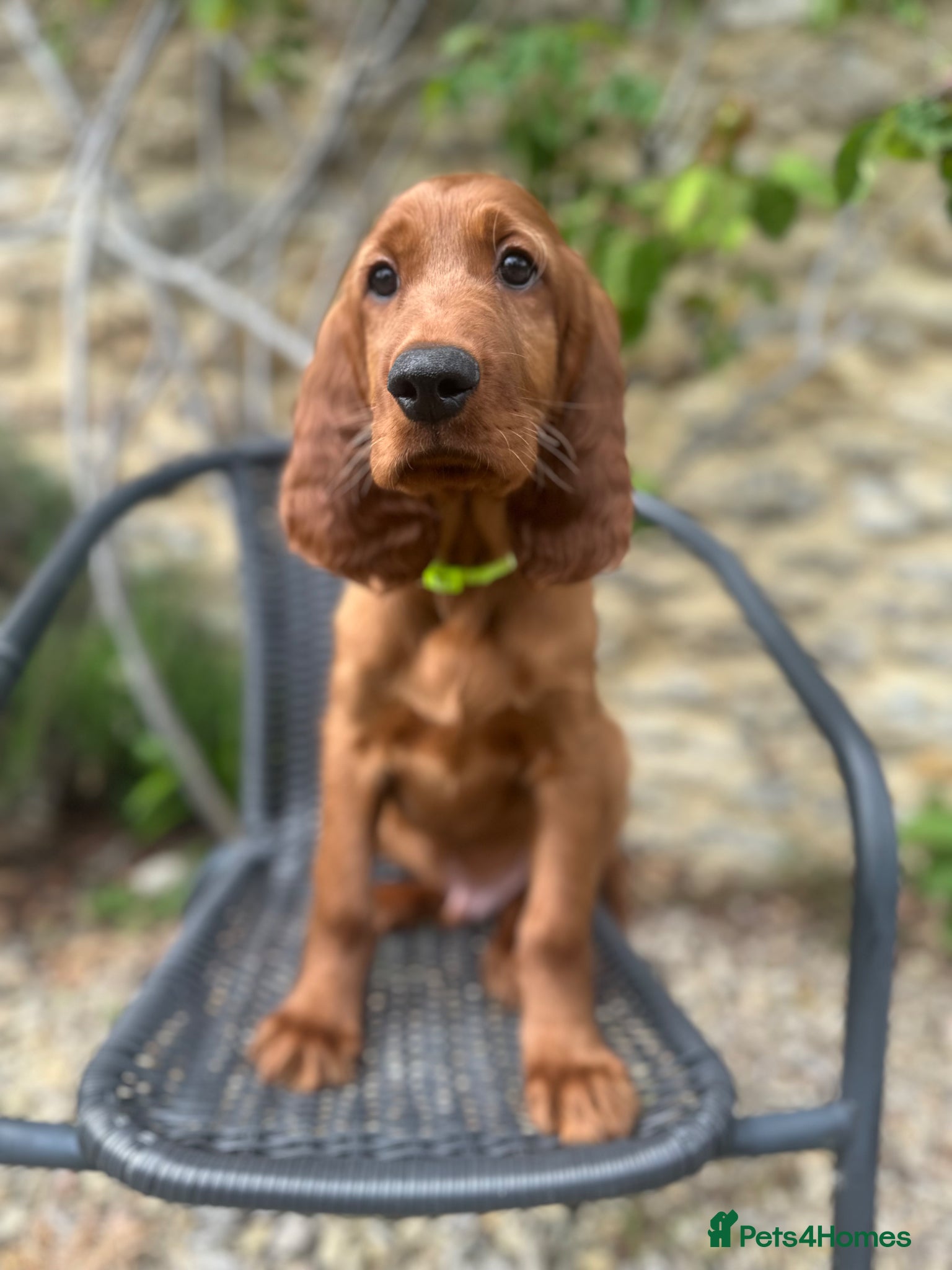 Irish Setter dogs READY NOW 🩵🩷 KC Registered Irish Setter Puppies - Advert 5
