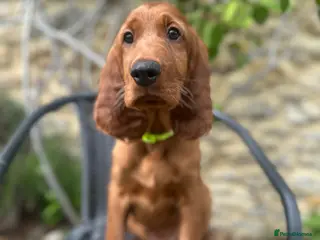 Irish Setter dogs READY NOW 🩵🩷 KC Registered Irish Setter Puppies - Advert 5