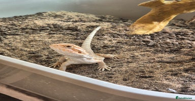 Bearded Dragon reptiles - Advert 9