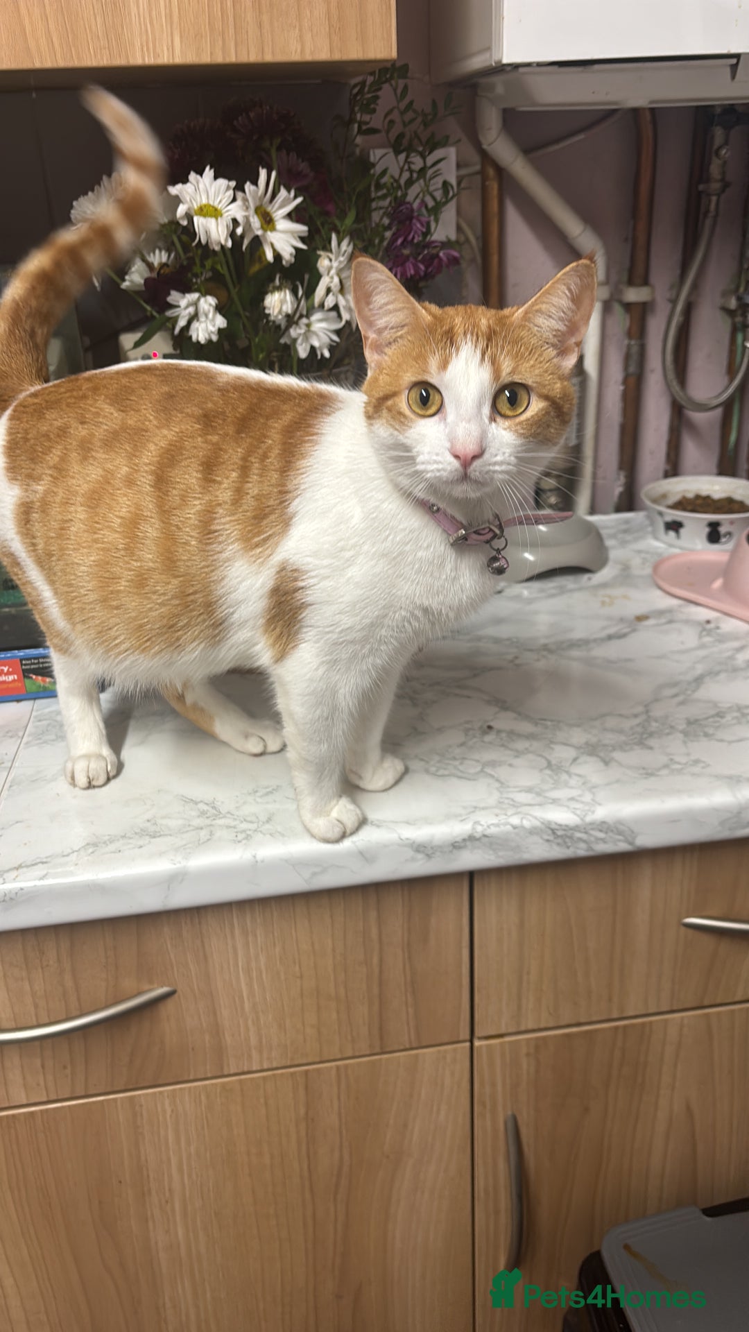 Mixed Breed cats for sale: Ginger & white kittens for loving new homes!  - Advert 8