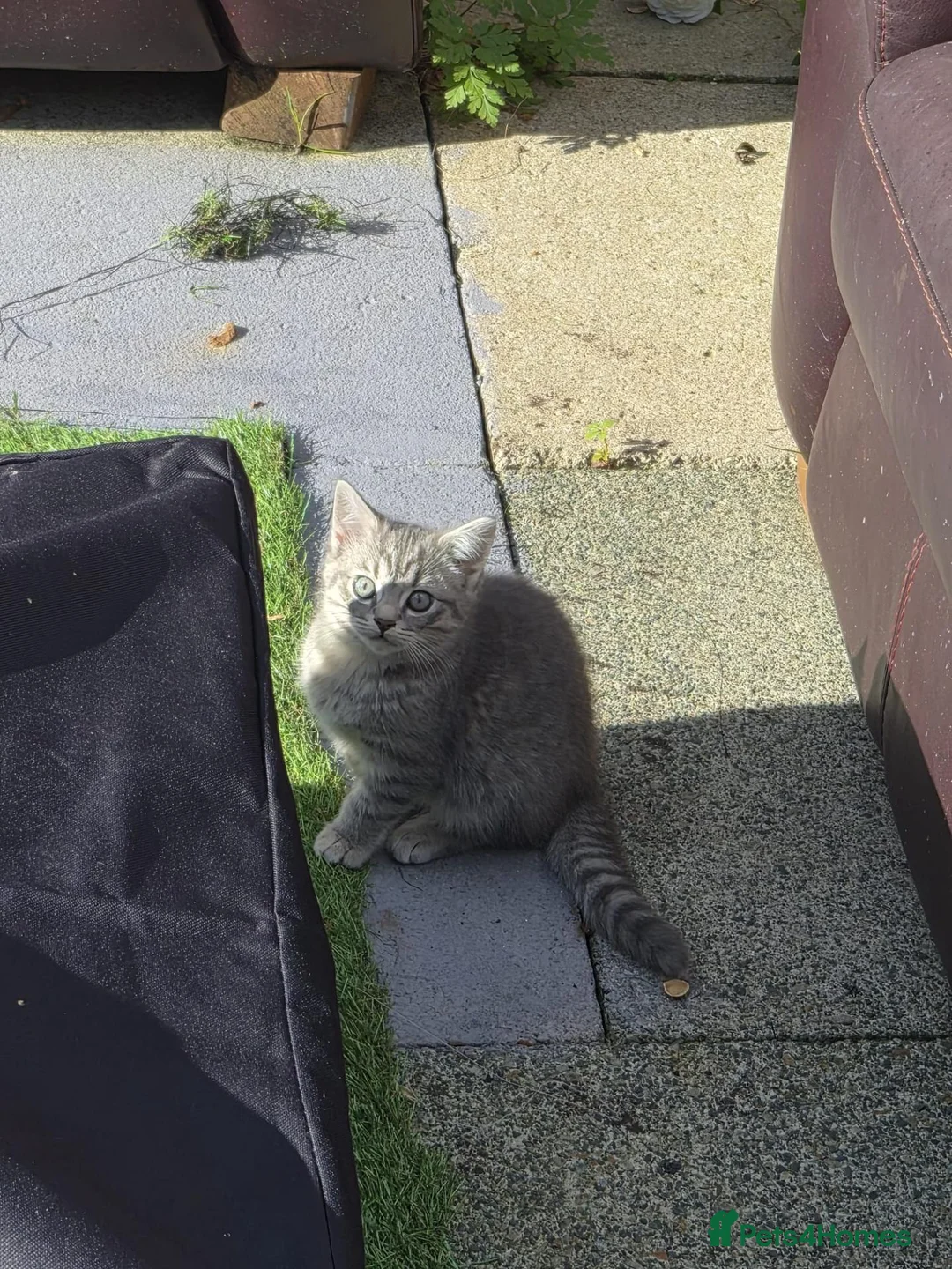 Mixed Breed cats for sale: Beautiful Grey Tabby Kitten  in Preston - Advert 3