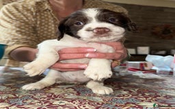 English Springer Spaniel dogs for sale: KC Springer Spaniel puppies 3 x girls available  in Hereford - Image 12