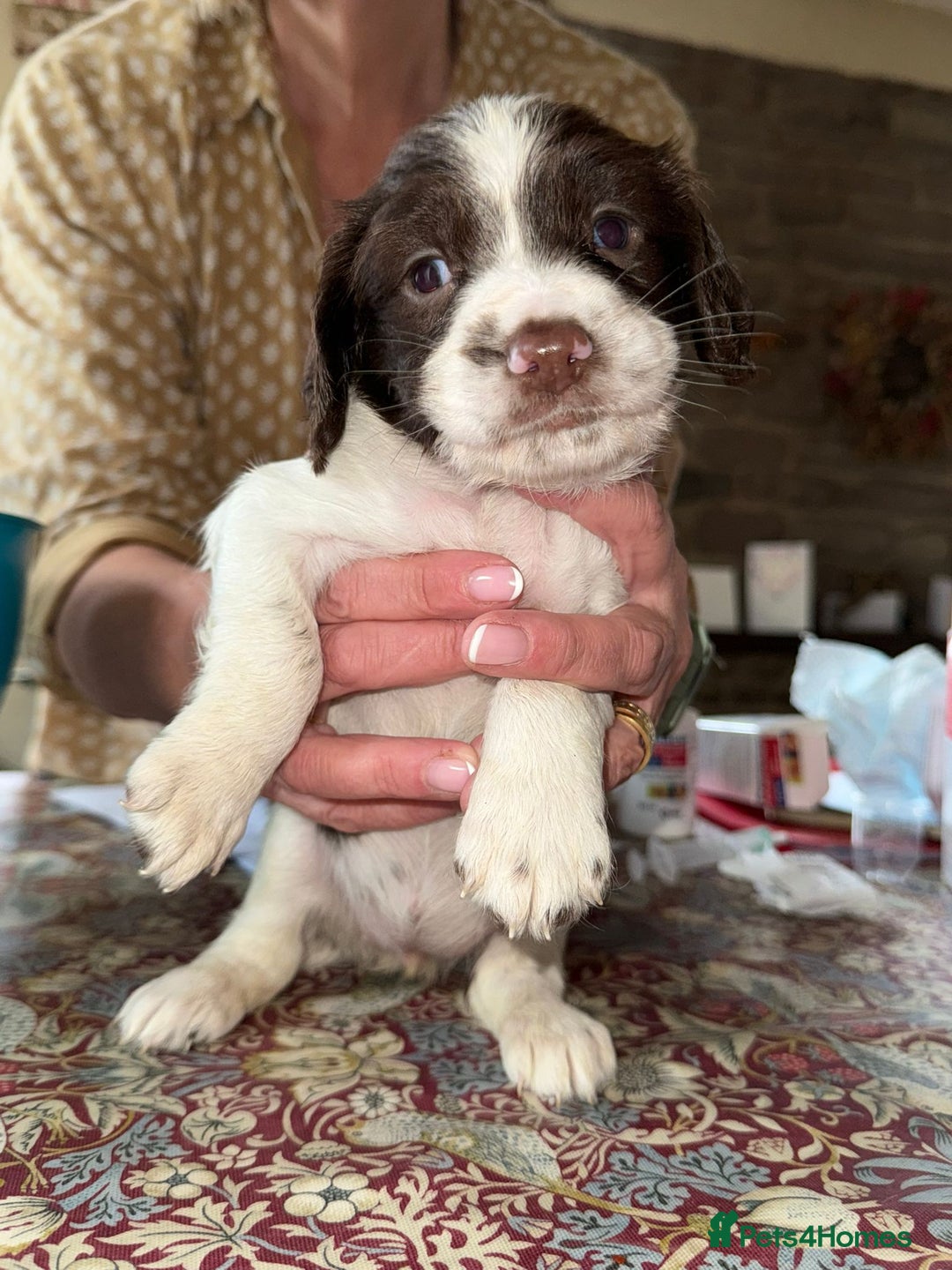 English Springer Spaniel dogs for sale: KC Springer Spaniel puppies 3 x girls available  in Hereford - Image 12