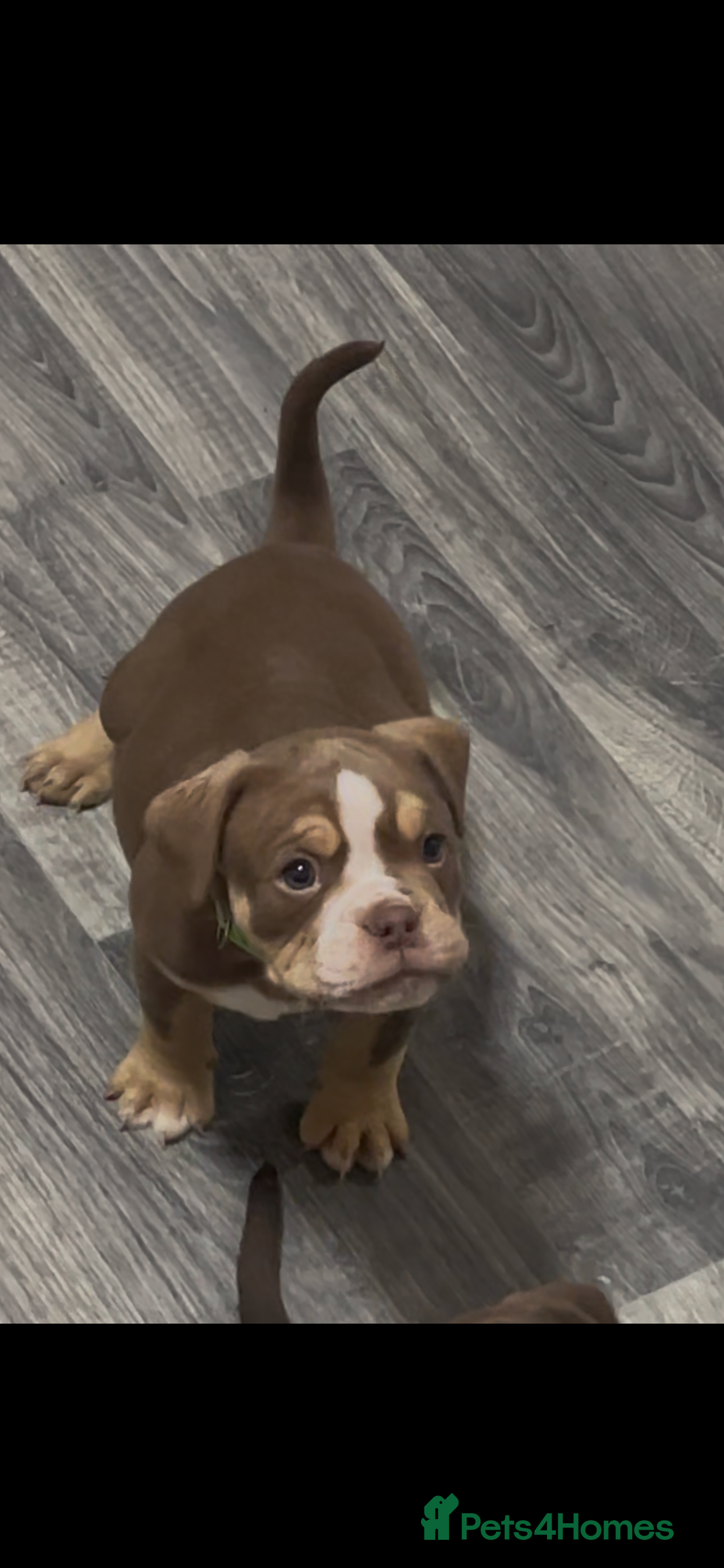 Olde English Bulldogge dogs for sale: Olde English Bulldogs - Advert 12