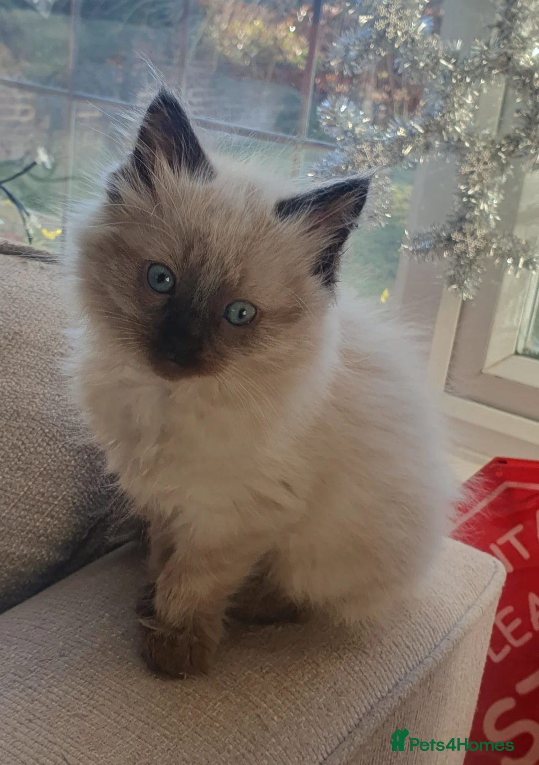 Ragdoll cats for sale: Two Ragdoll kittens Colourpoint and Bicolour - Advert 6