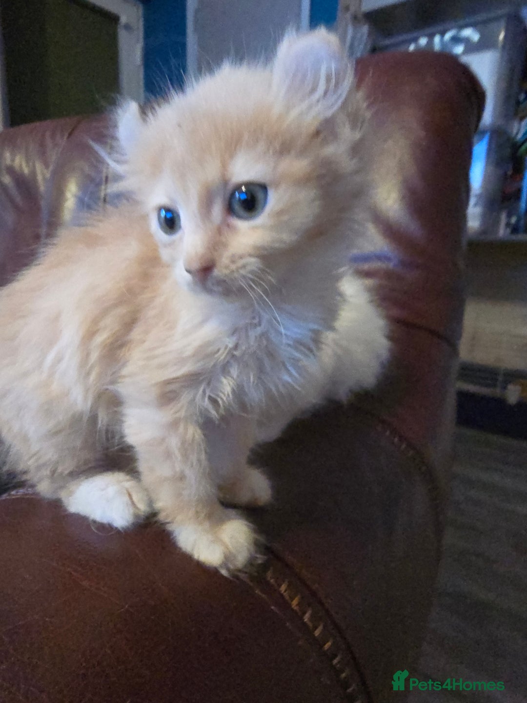 Mixed Breed cats for sale: Beautiful boy and girl  - Advert 4