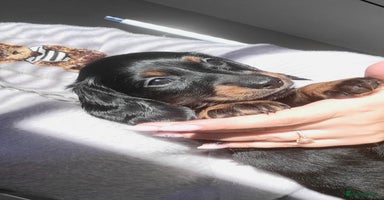 Dachshund dogs KC Miniature Dachshund  - Advert 15