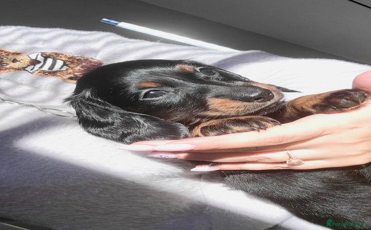 Dachshund dogs KC Miniature Dachshund  - Advert 5