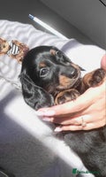 Dachshund dogs KC Miniature Dachshund - Advert 15