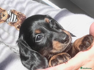 Dachshund dogs KC Miniature Dachshund - Advert 3