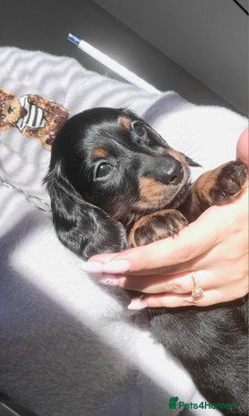 Dachshund dogs KC Miniature Dachshund - Advert 5