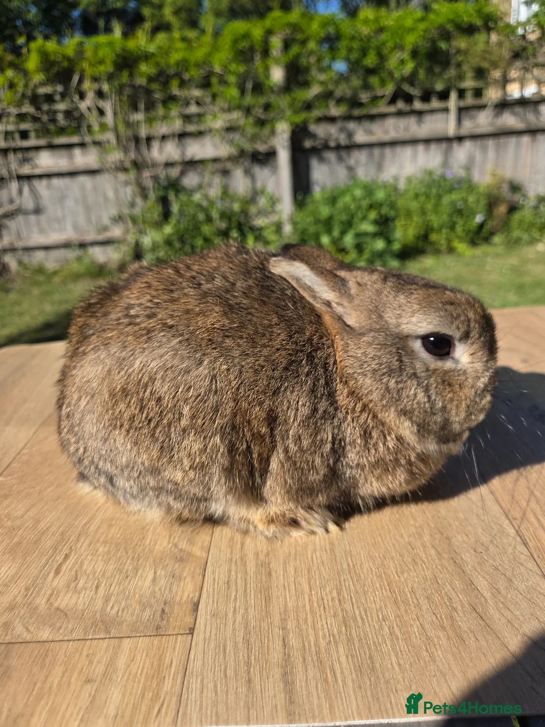 Netherland Dwarf rabbits for sale: Netherland Dwarf Buck - Advert 1