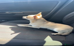 Chihuahua dogs for stud: Buddy - Image 7