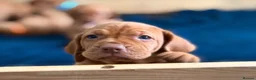 Hungarian Vizsla dogs for sale: 🇭🇺 Hungarian Vizsla puppies 🇭🇺 - Advert 8