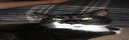 Mixed Breed cats for sale: Two cats one tuxedo and one tabby - Advert 4