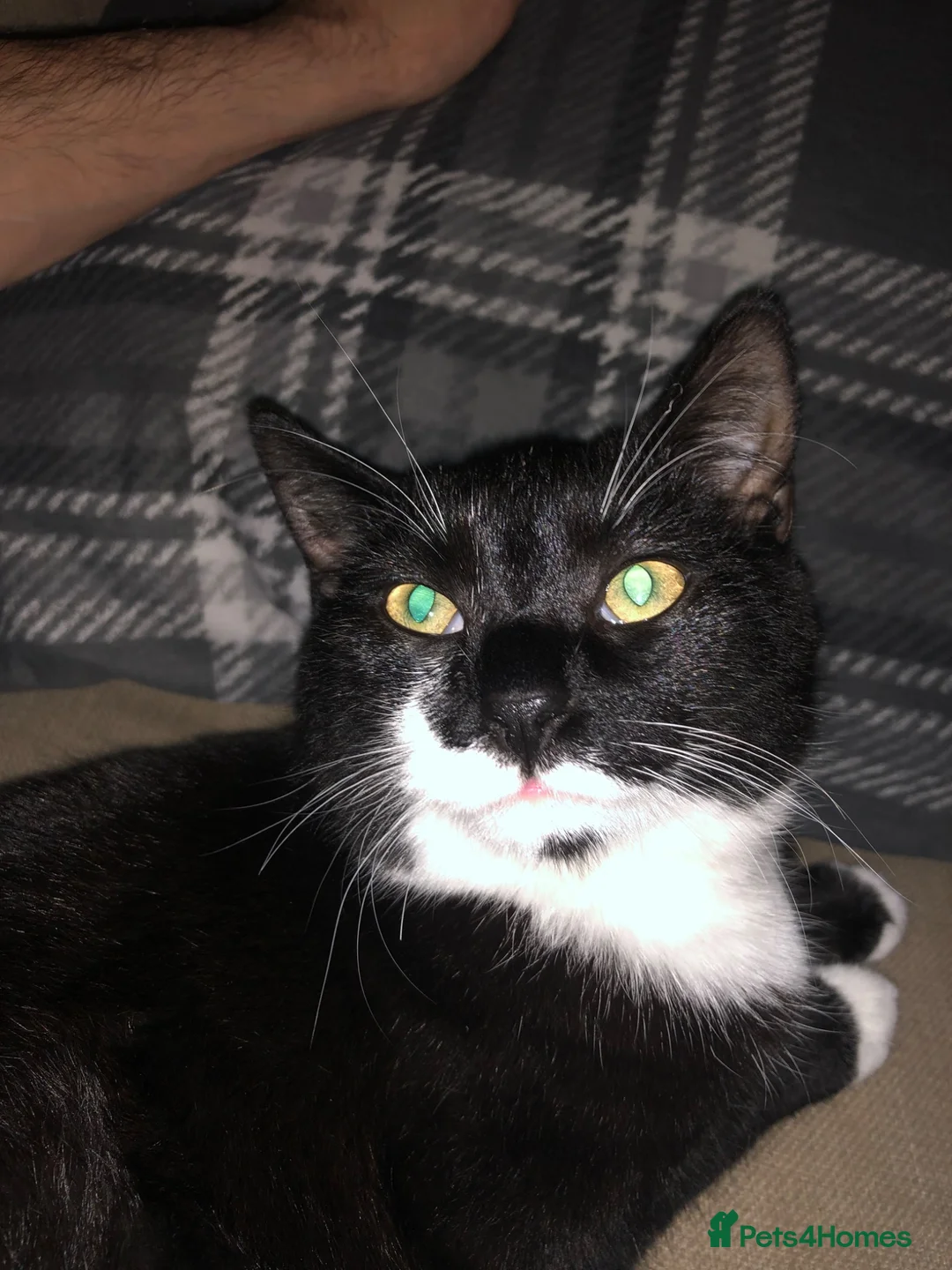 Mixed Breed cats for sale: Two cats one tuxedo and one tabby - Advert 4