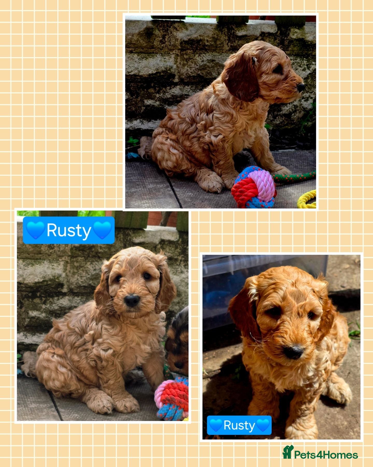 Cockapoo dogs Health Tested  Cockapoo Puppies  - Advert 2