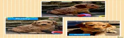 Cockapoo dogs for sale: Health Tested  Cockapoo Puppies  - Advert 10