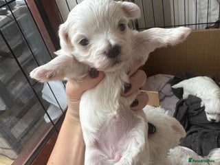 Maltese dogs - Advert 12