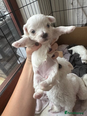 Maltese dogs - Advert 13