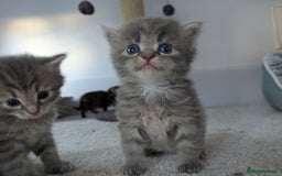 Maine Coon cats for sale: Maincoon - Image 14