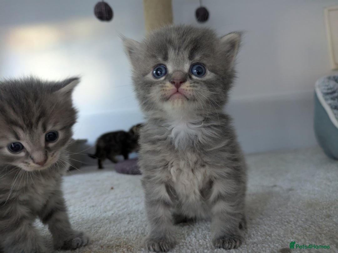 Maine Coon cats for sale: Maincoon - Image 14