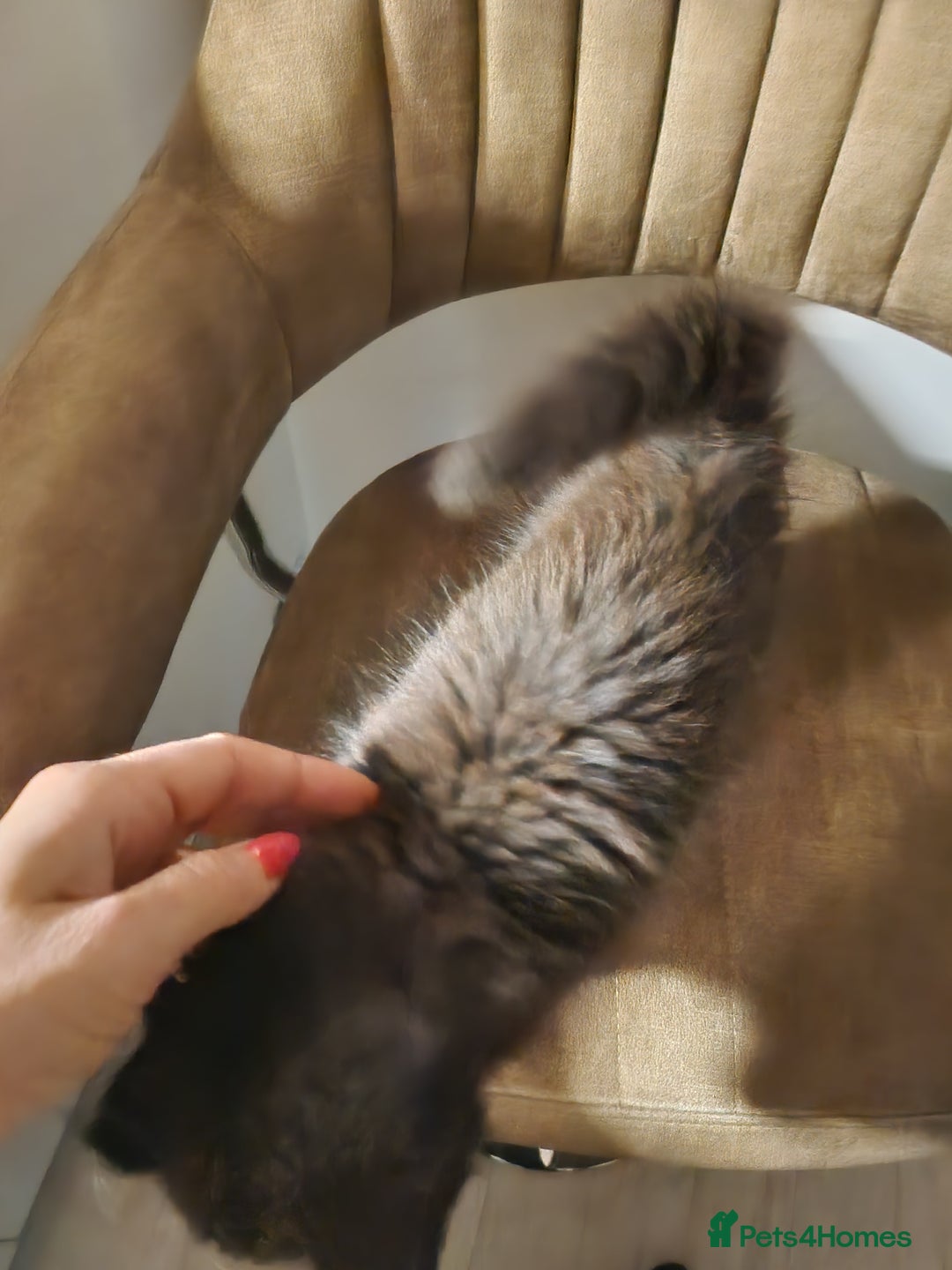 Oriental cats for sale: Little black kitten  - Image 3