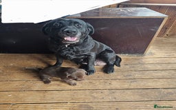 Labrador Retriever dogs for sale: Chocolate Labradors Retriever puppies  - Image 7