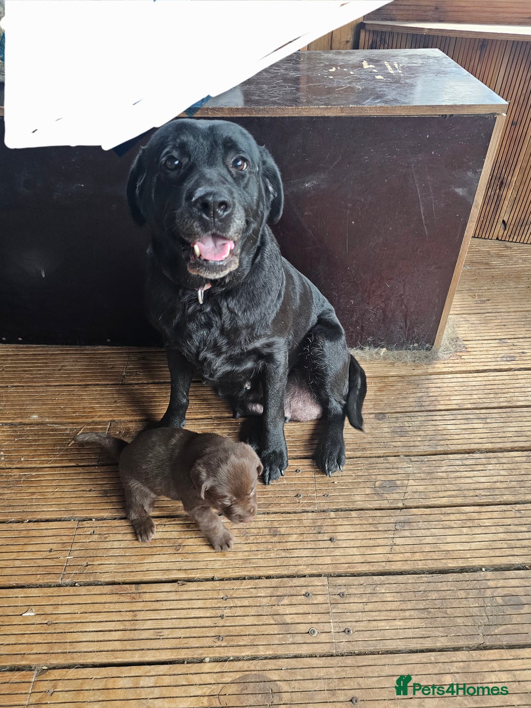 Labrador Retriever dogs for sale: Chocolate Labradors Retriever puppies  - Image 7