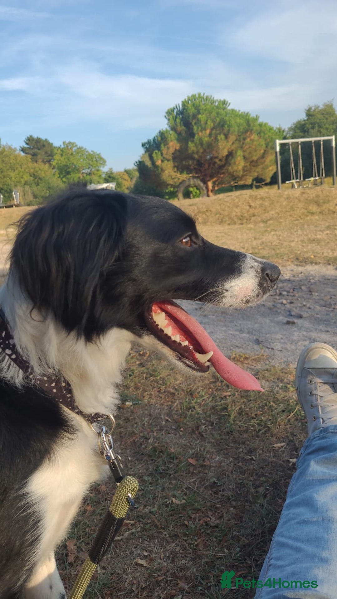 Mixed Breed dogs for sale: Border collie cocker spaniel for adoption  - Image 4