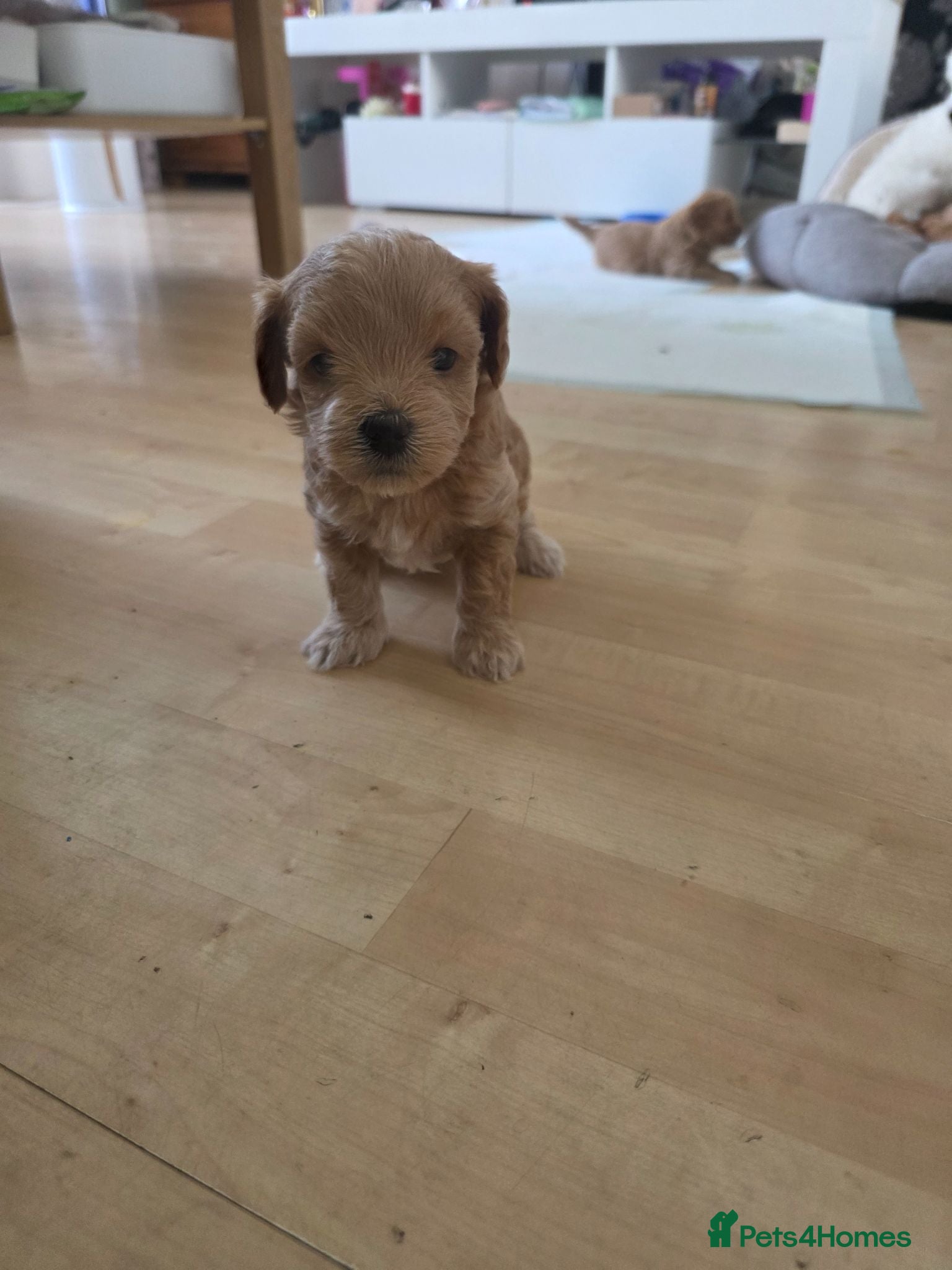 Maltipoo dogs Maltipoo lovely, cutest puppy - Advert 18