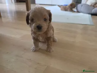 Maltipoo dogs Maltipoo lovely, cutest puppy - Advert 18