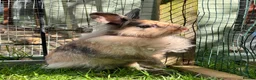 Mini Lion Lop rabbits for sale: Mini lion lop - Advert 3