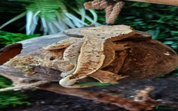 Gecko reptiles for sale: Beautiful pinstripe dalmatian crested gecko  - Image 3